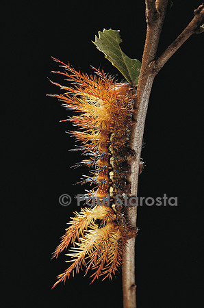 Automeris egeus - chenille