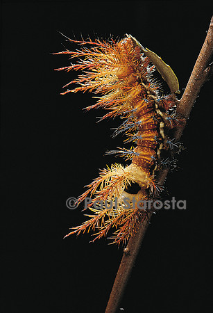 Automeris egeus - chenille