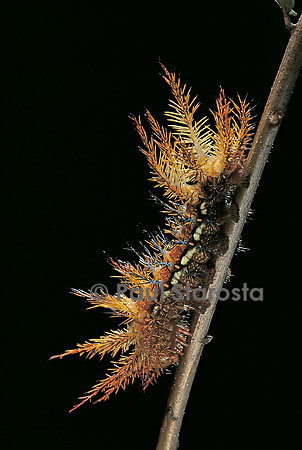 Automeris egeus - chenille