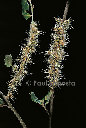 Automeris egeus - chenilles