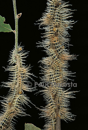 Automeris egeus - chenilles