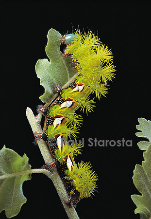 Automeris harrisorum - chenille