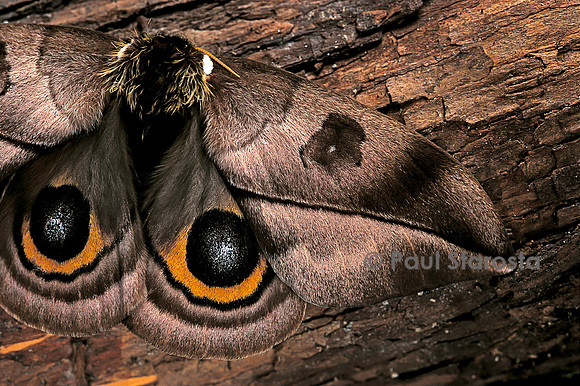 Automeris harrisorum