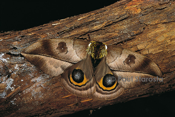 Automeris harrisorum