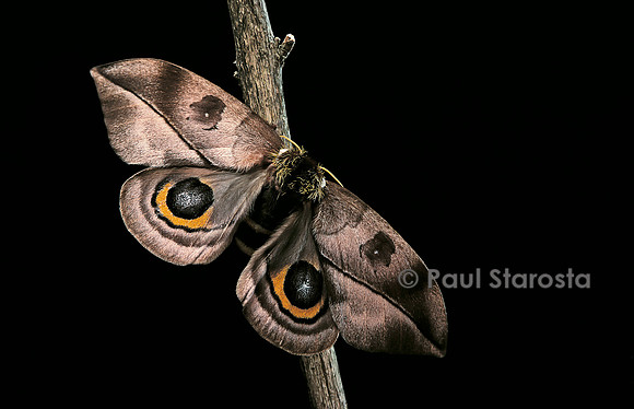 Automeris harrisorum