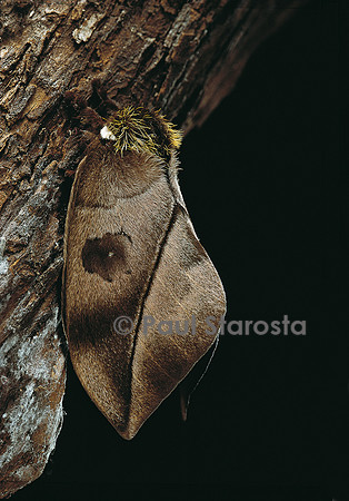 Automeris harrisorum