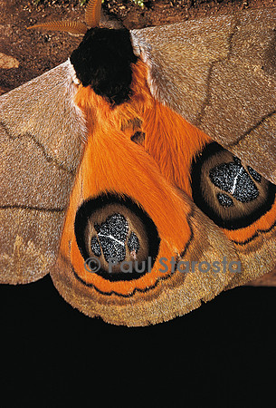 Automeris liberia