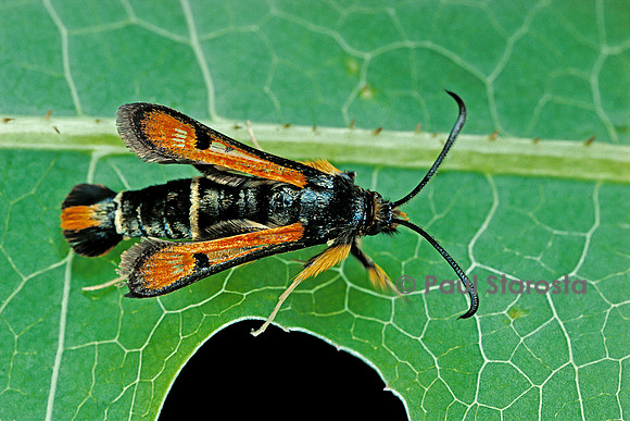 Bembecia chrysidiformis (sésie)
