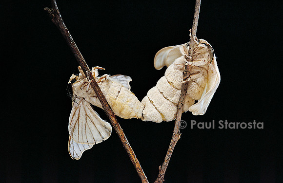 Bombyx mori (bombyx du mûrier) - accouplement