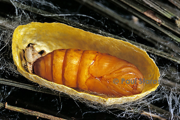 Bombyx mori (bombyx du mûrier) - chrysalide