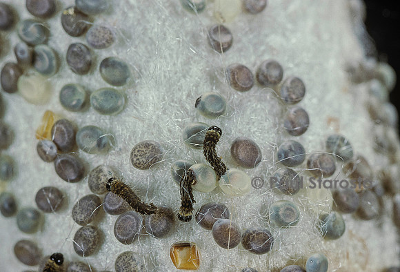 Bombyx mori (bombyx du mûrier) - éclosion de la chenille ou ver à soie