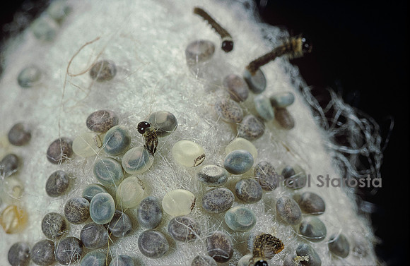 Bombyx mori (bombyx du mûrier) - éclosion de la chenille ou ver à soie