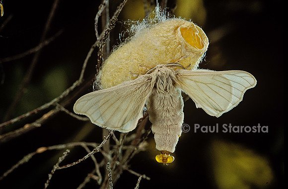 Bombyx mori (bombyx du mûrier) - femelle sortant ses glandes odoriférantes