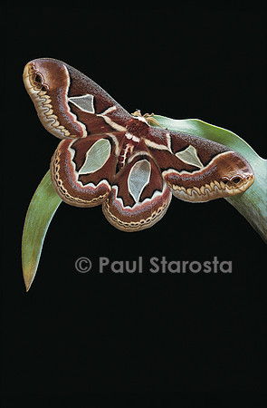 Rothschildia jacobaeae