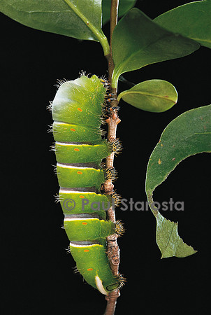 Rothschildia lebeau - chenille