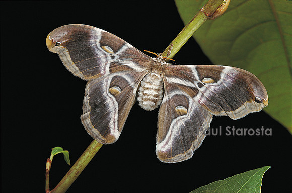 Samia cynthia ssp. ricini (le bombyx de l'ailante)