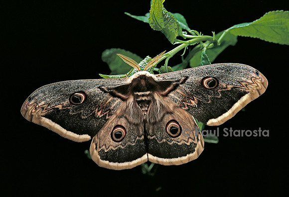 Saturnia pyri (grand paon de nuit)
