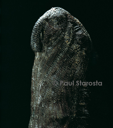 Sphinx ligustri ( le sphinx du troène) - chrysalide