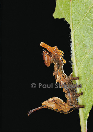 Stauropus fagi (l’écureuil) - chenille