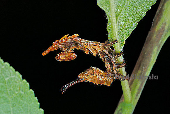 Stauropus fagi (l’écureuil) - chenille