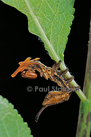 Stauropus fagi (l’écureuil) - chenille