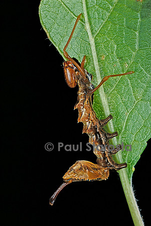 Stauropus fagi (l’écureuil) - chenille