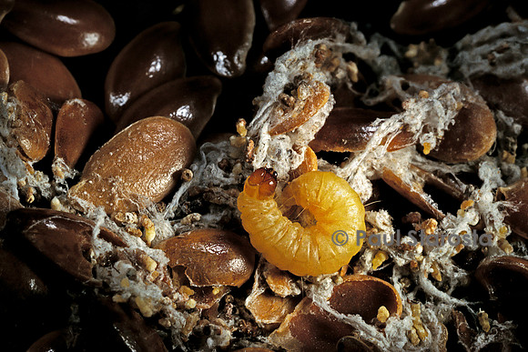 Teigne des aliments - chenille