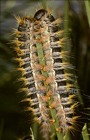 Thaumetopoea pityocampa (processionnaire du pin)