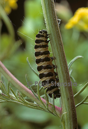 Tyria jacobaeae (la goute de sang) - chenille
