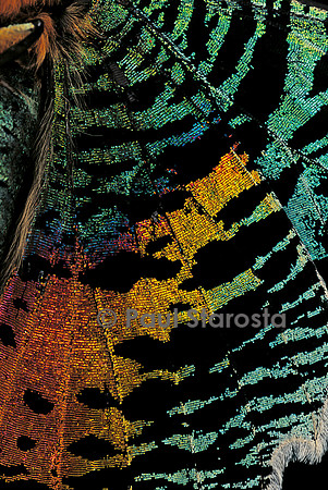 Chrysiridia croesus - détail