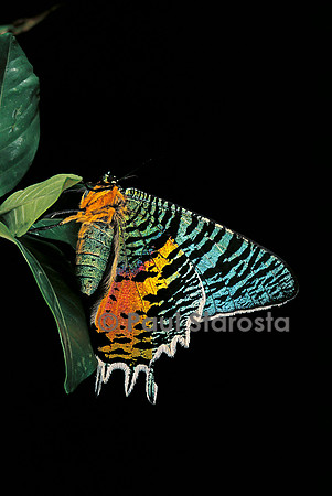 Chrysiridia croesus