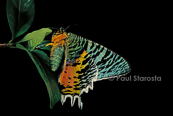 Chrysiridia croesus