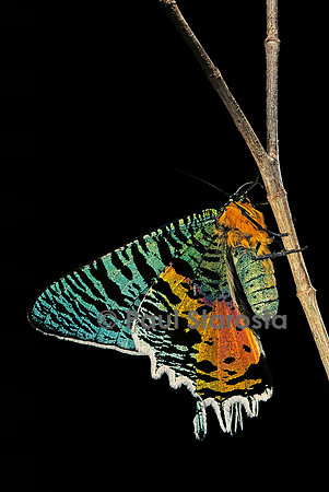 Chrysiridia croesus