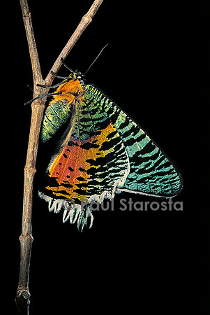 Chrysiridia croesus