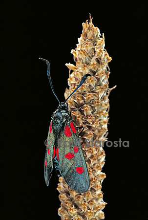 Zygaena filipendulae (la zygène)