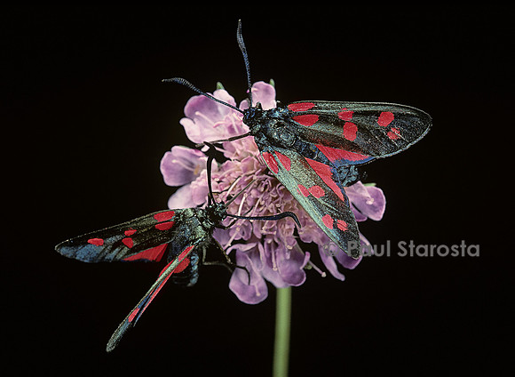 Zygaena filipendulae (la zygène)