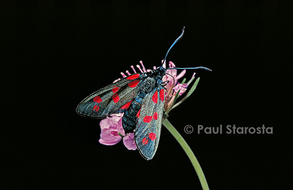 Zygaena filipendulae (la zygène)