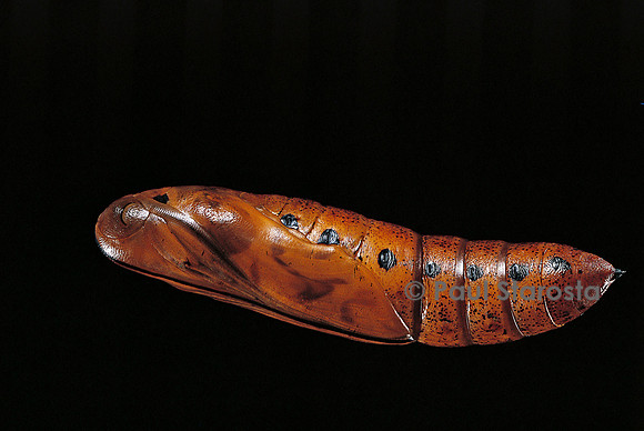 Daphnis nerii (sphinx du laurier-rose) - chrysalide