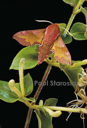 Deilephila porcellus (le petit sphinx de la vigne)