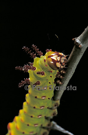 Eacles imperialis - chenille