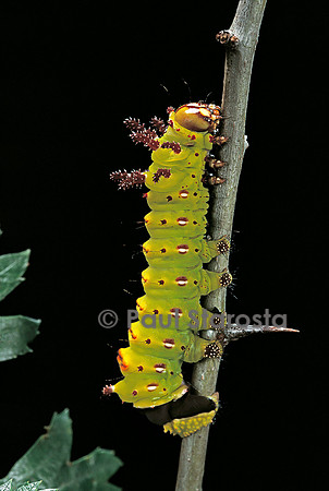 Eacles imperialis - chenille