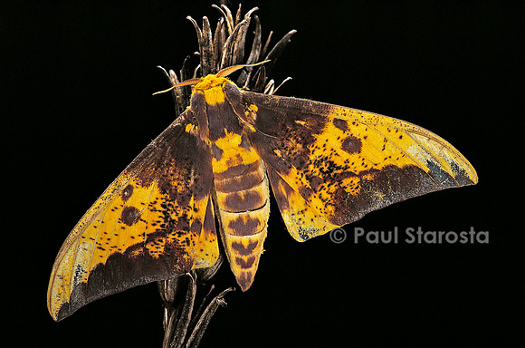 Eacles imperialis