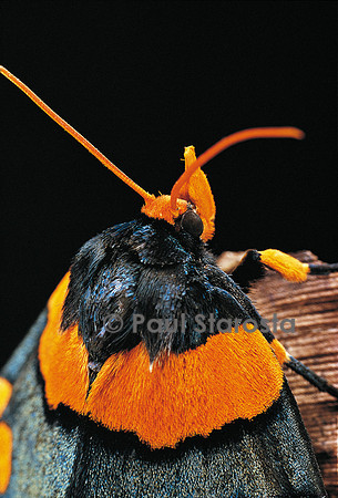 Egybolis vaillantina