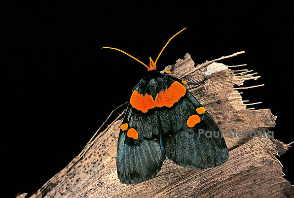 Egybolis vaillantina