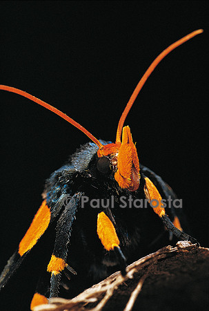Egybolis vaillantina
