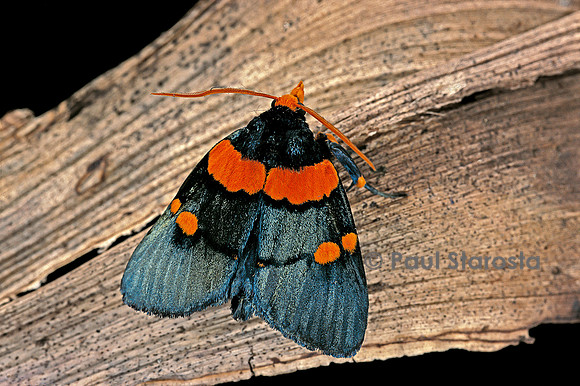 Egybolis vaillantina