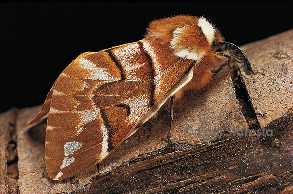 Endromis versicolora