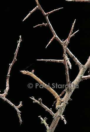 Ennomos sp. - chenille