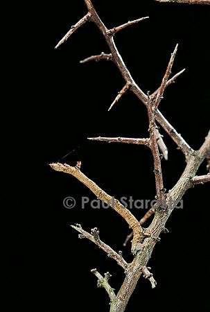 Ennomos sp. - chenille