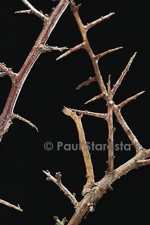 Ennomos sp. - chenille